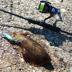 今年のアオリイカは成長が早い
